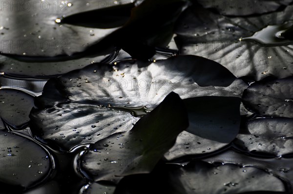 Water lily leaves against the light