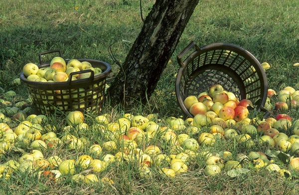 Apple harvest in autumn