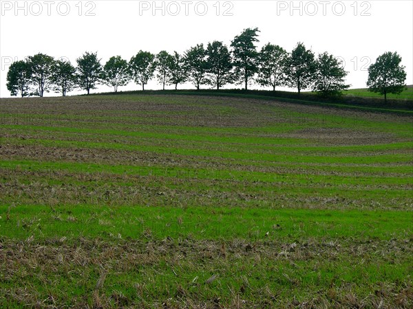 Tree row