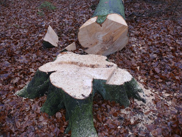 Freshly felled beech tree