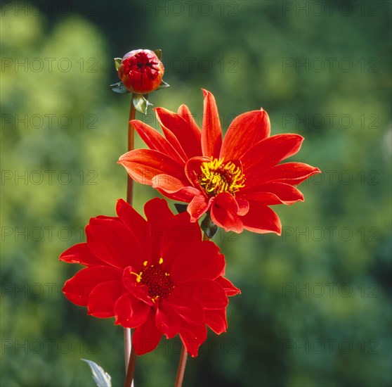 Dahlia Dahlia Hybrid