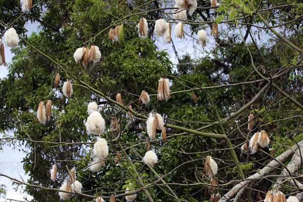 Kapok Tree Kapok Tree Bombax ceiba fruit fruit Nosy Be Madagascar Madagascar