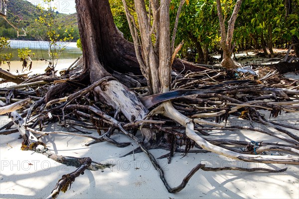 Island of the Mangroves