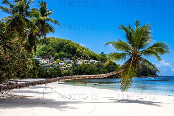 Decorative palm tree on Baie Lazare beach