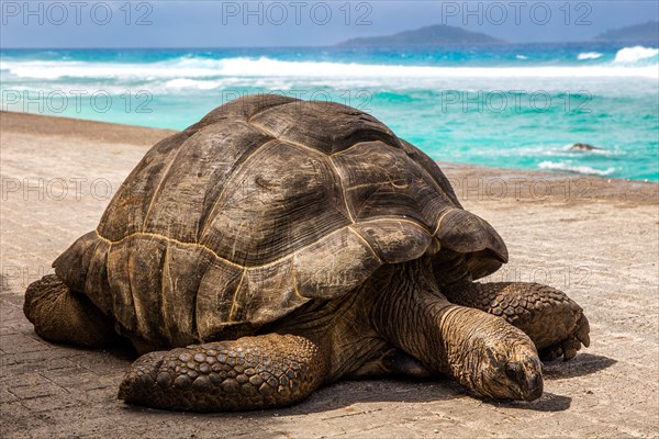 Aldabra giant tortoise