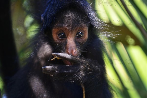 Peruvian spider monkey