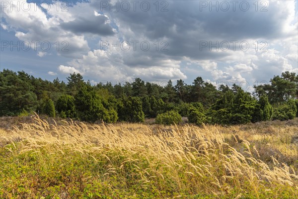 Juniper grove nature reserve