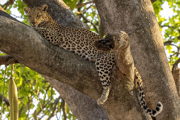 African leopard