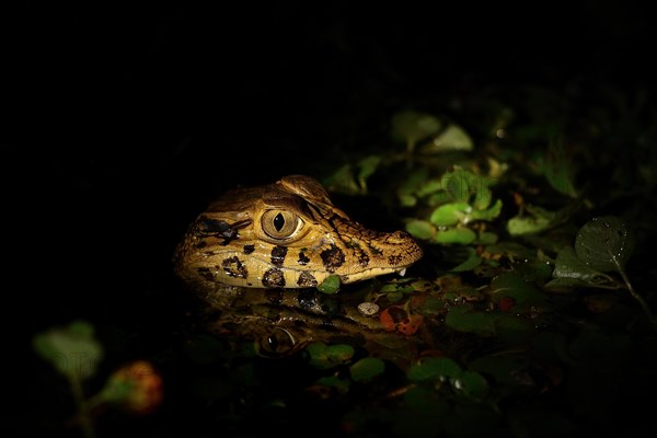 Young yacare caiman