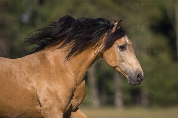 Pura Raza Espanola stallion dun with flowing mane in moving portrait