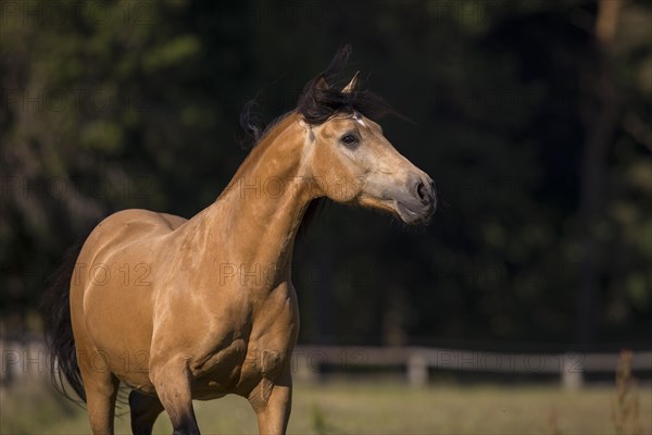 Pura Raza Espanola stallion dun with flowing mane in moving portrait