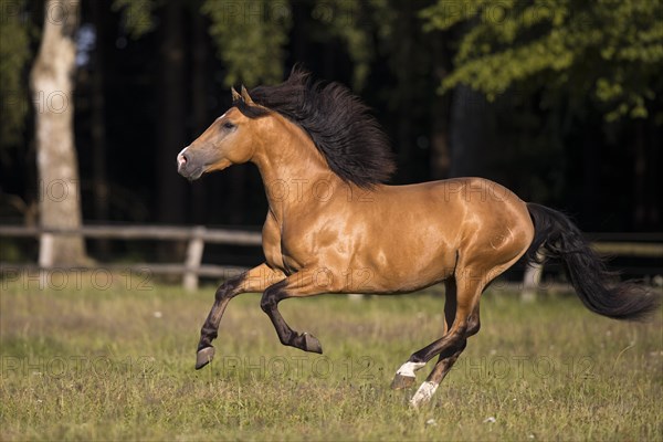 Pura Raza Espanola stallion dun with blowing mane in exuberant gallop on pasture