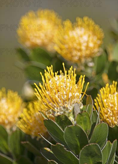 Pincushion protea