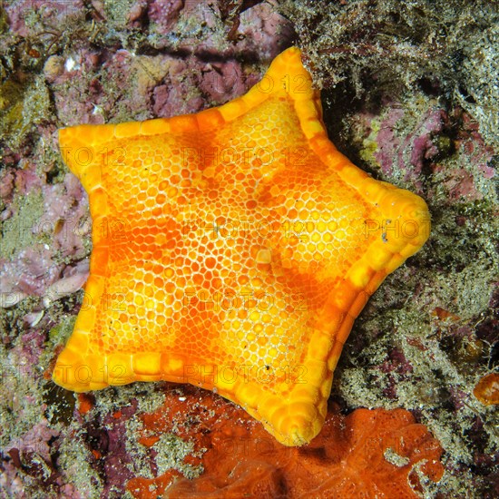 Placenta cushion starfish