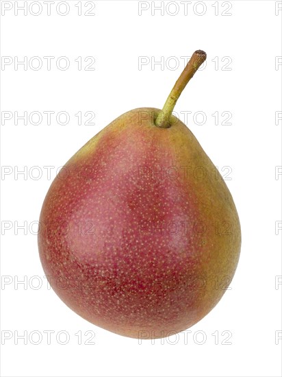 Pear variety Fellbacher Mostbirne