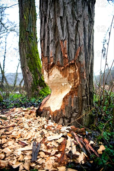 Beaver damage or gnaw marks on a tree in a small forest near a watercourse