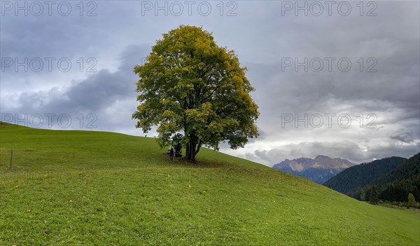 Colourful tree in autumn