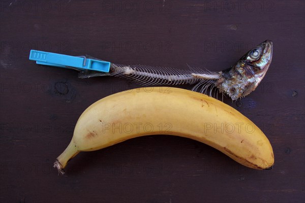 Surrealistic still life with banana and fish head with bones