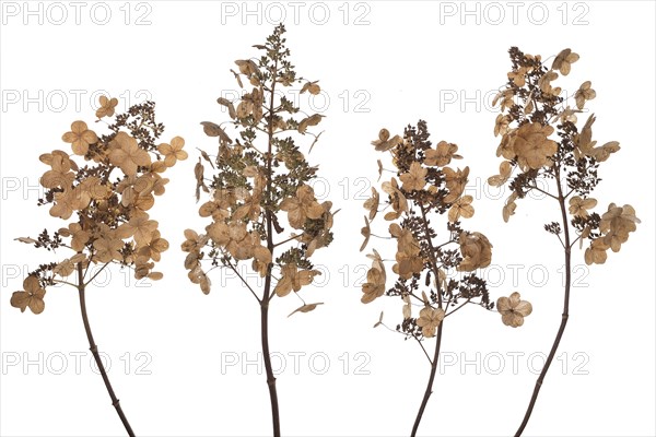 Seed head of a panicle hydrangea