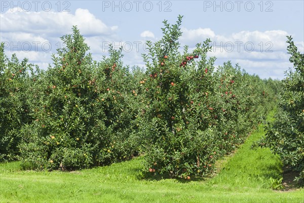 Apple orchard