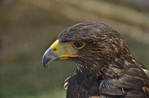 Head of desert buzzard