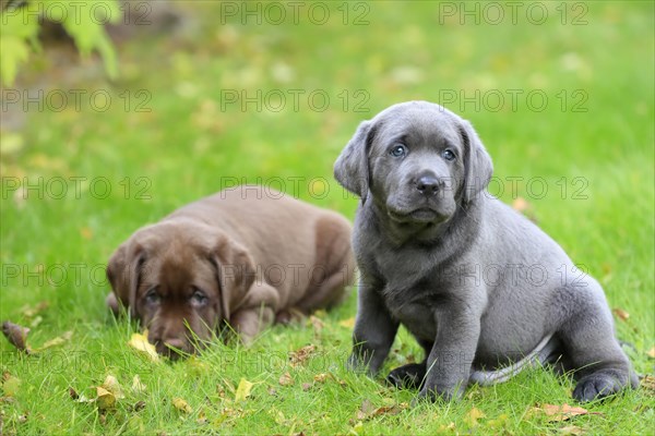 Labrador domestic dog