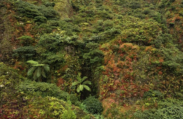 Lush vegetation with tree fern