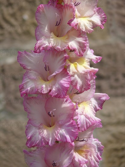 Gladioli