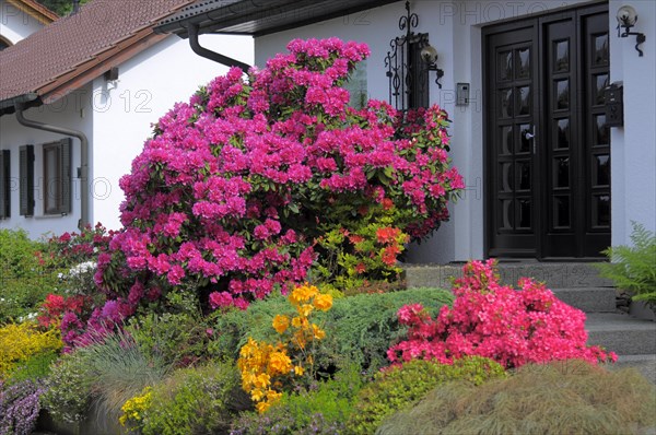 Raw dodendron bushes in bloom in the home garden