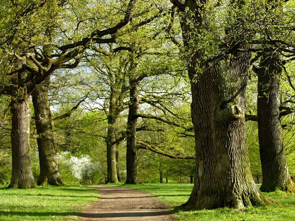 Oaken tree in the spring