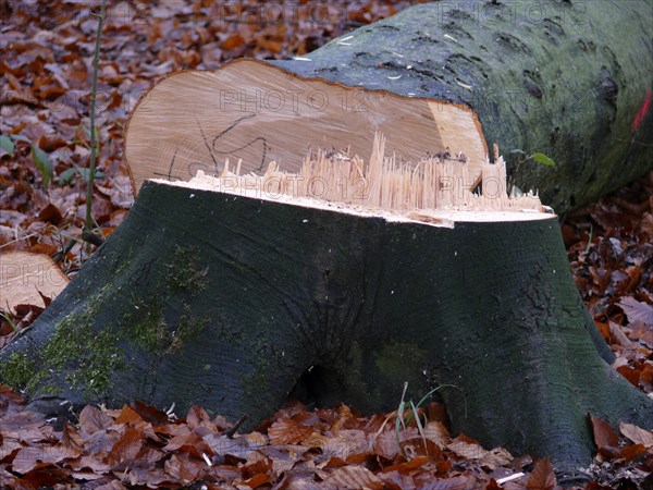 Freshly felled beech tree