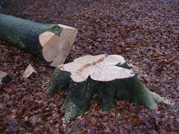 Freshly felled beech tree