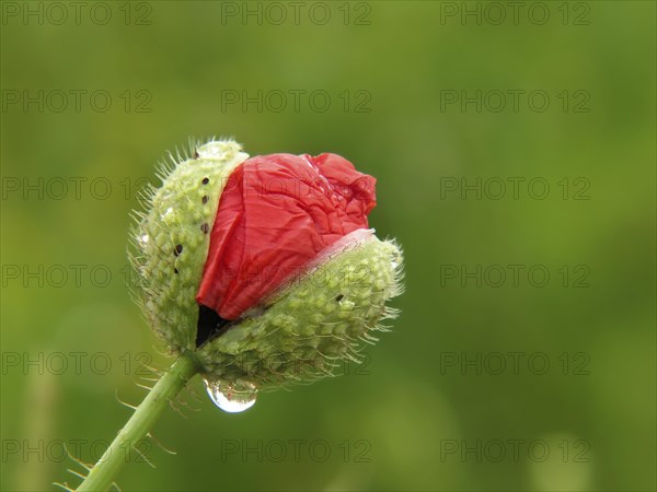 Poppy flowers