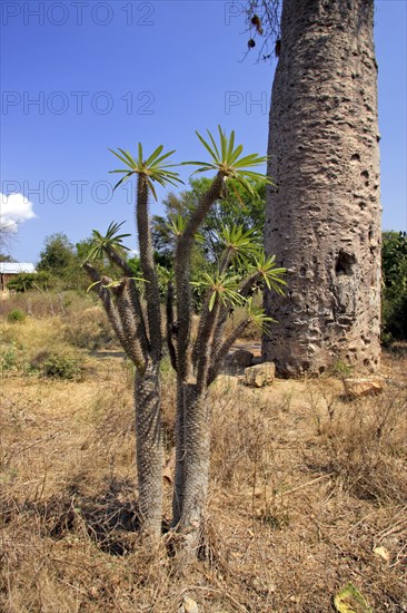 M Madagascar Palm Pachypodium lameri leaves leaves Madagascar