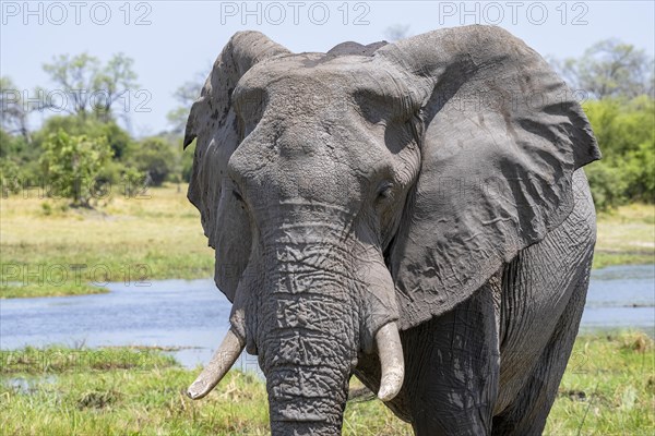 African elephant