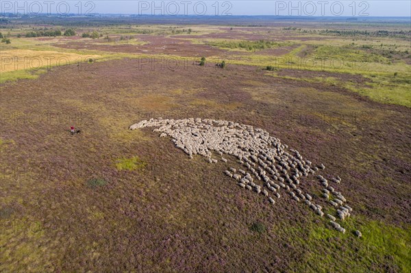 Aerial view of a flock of sheep in the Neustaedter Moor