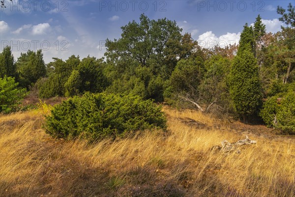 Juniper grove nature reserve