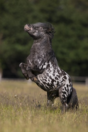 Mini Shetty Pony Stallion can climb on command