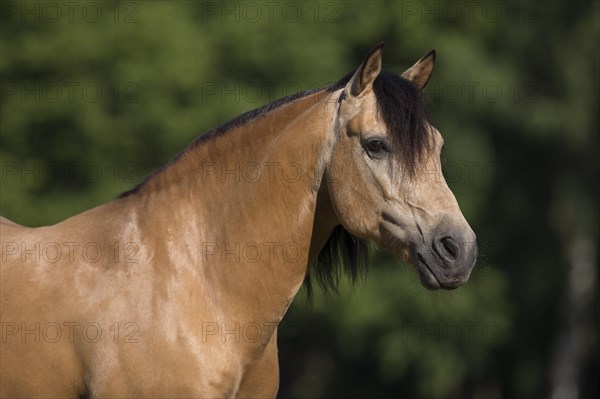 Pura Raza Espanola stallion dun in natural portrait