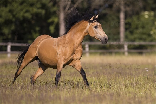 Pura Raza Espanola stallion dun galloping in the summer pasture