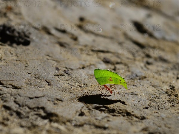 Leafcutter ant