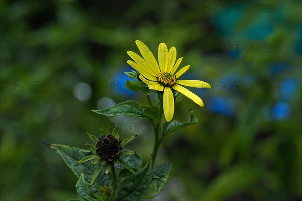 Close-up of a silphium flower