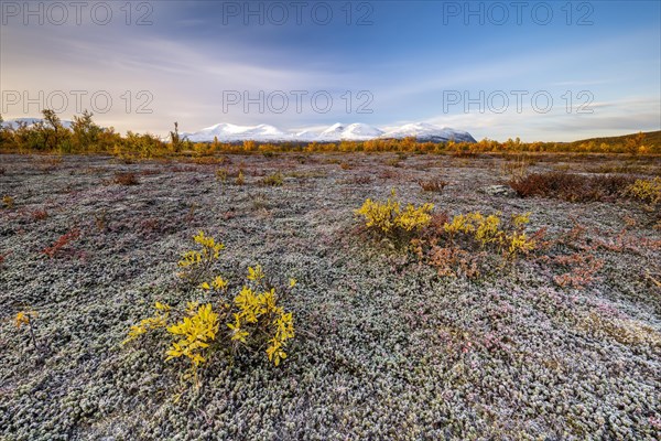 Autumn tundra in front of snowy mountains