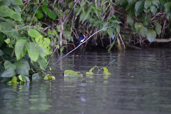 The red-capped cardinal