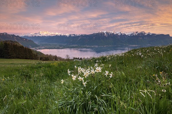 Poet's daffodils