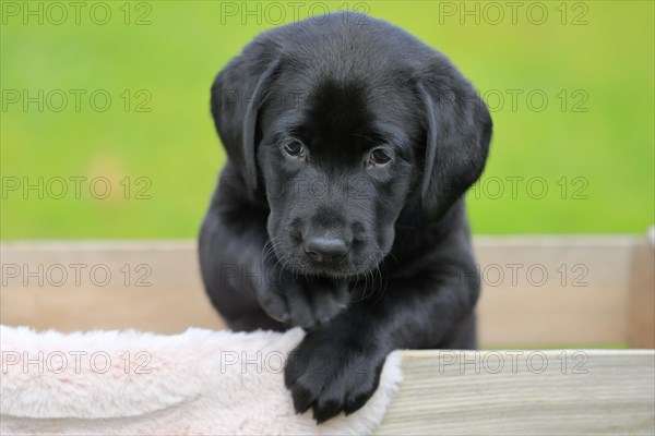 Labrador domestic dog