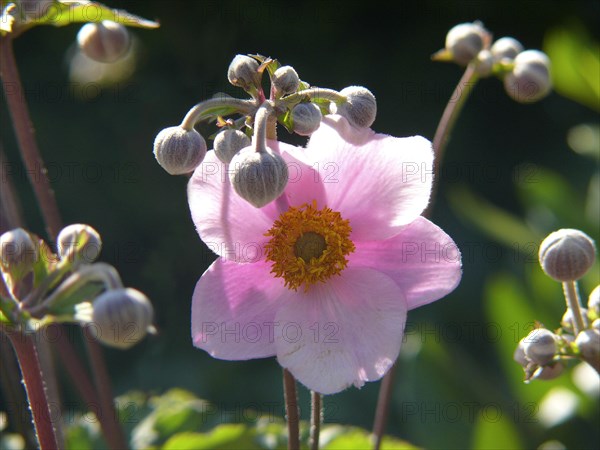 Anemone hupehensis