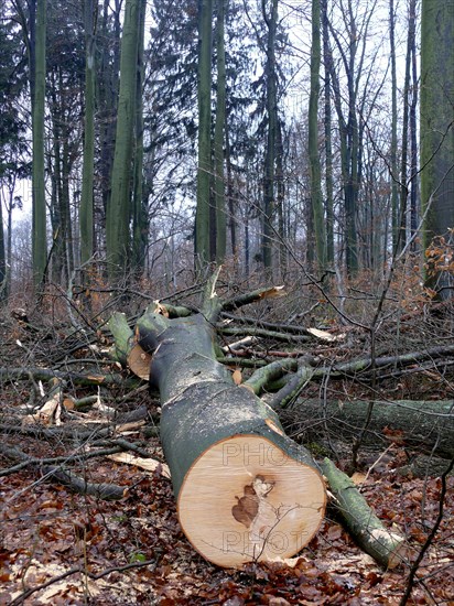 Freshly felled beech tree