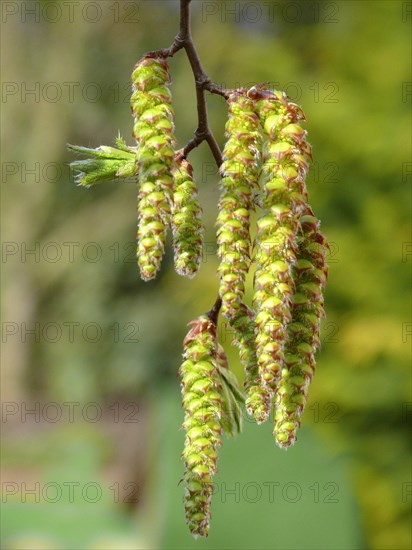 Alder catkin