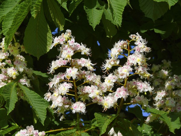 Horse Chestnut in flower